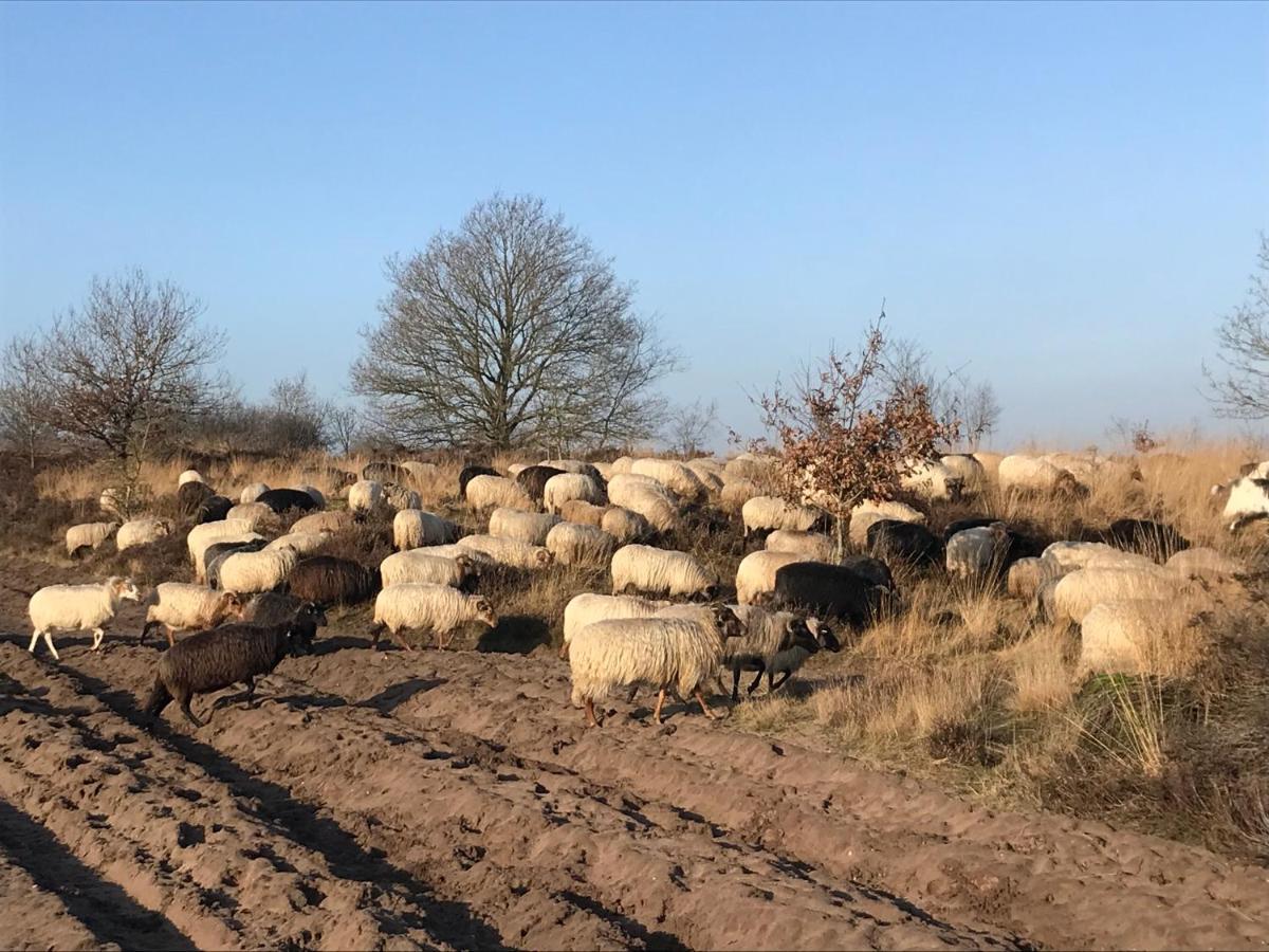 Het Grote Paard Lägenhet Havelte Exteriör bild