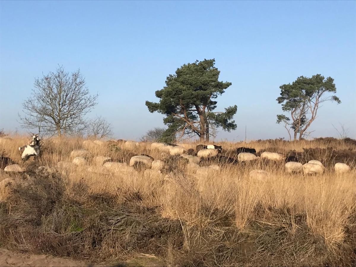 Het Grote Paard Lägenhet Havelte Exteriör bild