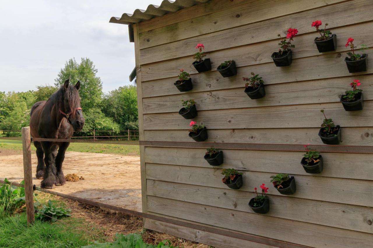 Het Grote Paard Lägenhet Havelte Exteriör bild